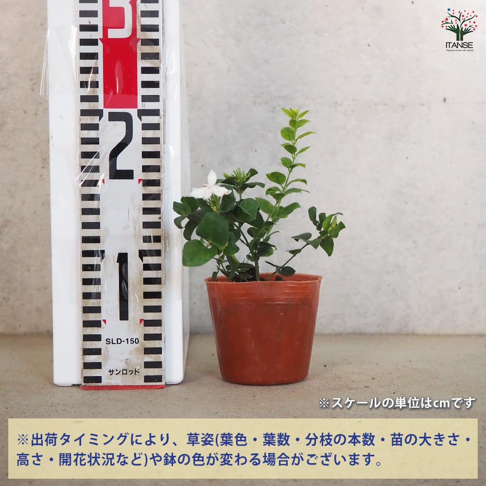 Amazon.co.jp: ITANSE ジャスミン 花美人 9cm 2個セット 品種で